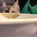 Meine Katze schaut hervor hinter einer Schale mit Nami-Seigaiha kintsugi-gold